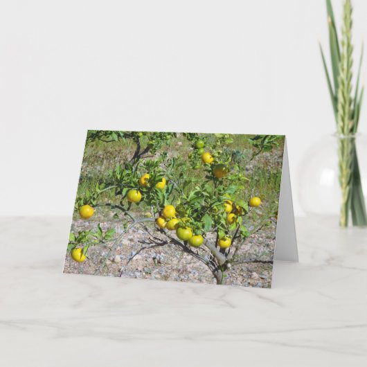 Mandarin Orange Tree Karte (Vorderseite)