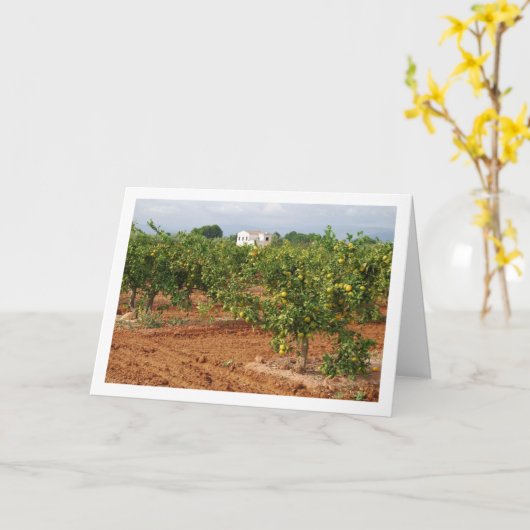 Mandarin Orange Tree Orchard Karte (Gelbe Blume)