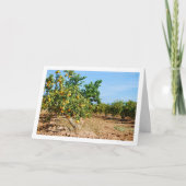 Mandarin Orange Tree Orchard Karte (Vorderseite)