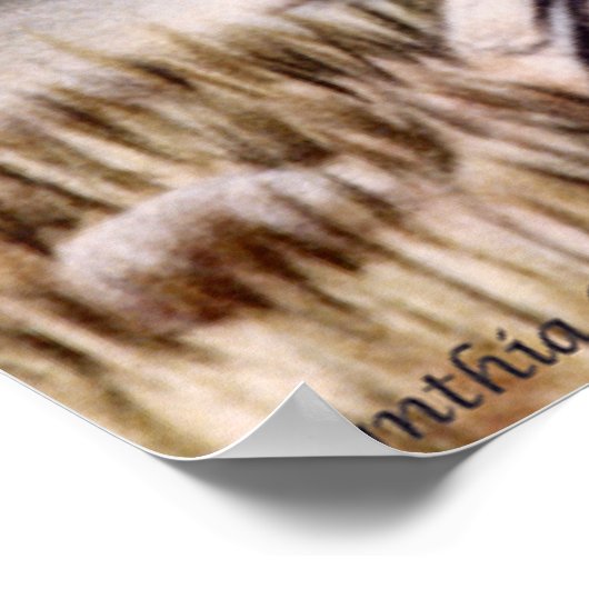 Mandarin Pair Poster (Ecke)