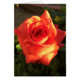 Mandarine Traum Rose