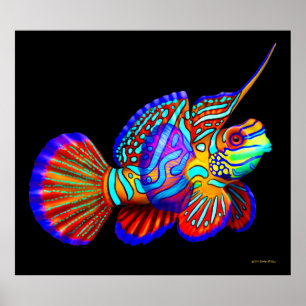 Mandarinen-Fische auf schwarzem Plakat