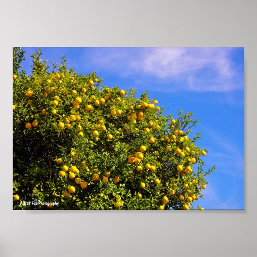 Mandarinenbaum unter blauem Himmel Poster (Vorne)