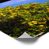 Mandarinenbaum unter blauem Himmel Poster (Ecke)