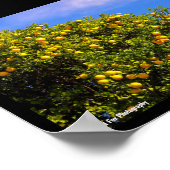 Mandarinenbaum unter blauem Himmel Poster (Ecke)