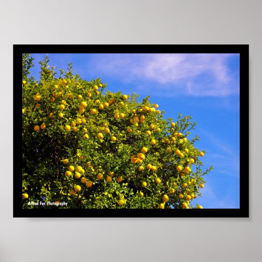 Mandarinenbaum unter blauem Himmel Poster (Vorne)