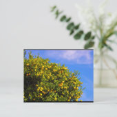 Mandarinenbaum unter blauem Himmel Postkarte (Stehend Vorderseite)