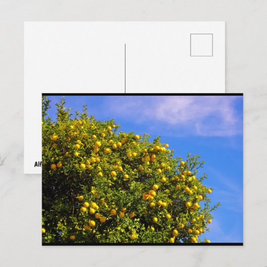 Mandarinenbaum unter blauem Himmel Postkarte (Vorne/Hinten)