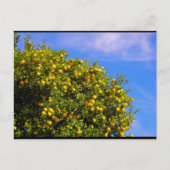 Mandarinenbaum unter blauem Himmel Postkarte (Vorderseite)