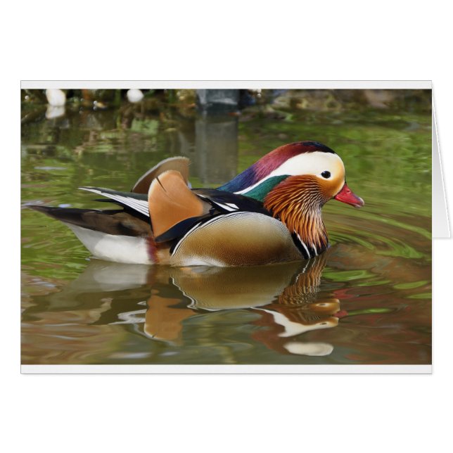 Mandarinenente (Vorderseite (Horizontal))