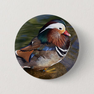 Mandarinenente Button