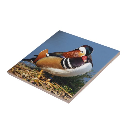 Mandarinenente von Männern am Ufer des Teiches Fliese (Seite)