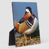 Mandarinenente von Männern am Ufer des Teiches Fotoplatte (Seite)