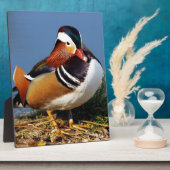 Mandarinenente von Männern am Ufer des Teiches Fotoplatte (Seite)