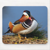 Mandarinenente von Männern am Ufer des Teiches Mousepad (Vorne)