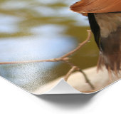 Mandarinente Fotodruck (Ecke)