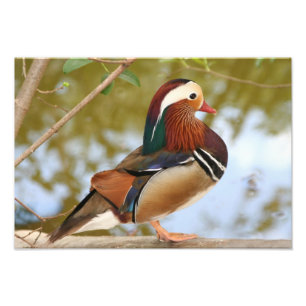 Mandarinente Fotodruck