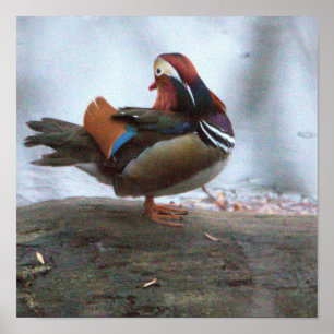 Mandarinenten-Foto-Poster Poster