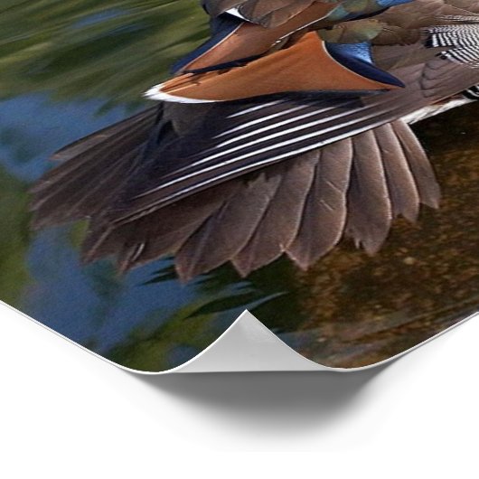 Mandarinenvogelposter Poster (Ecke)