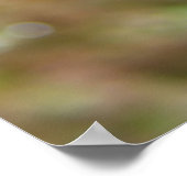 Mandarinfish Poster (Ecke)