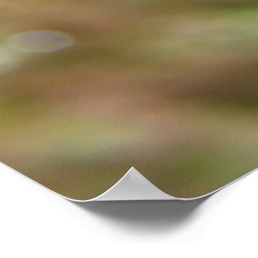 Mandarinfish Poster (Ecke)