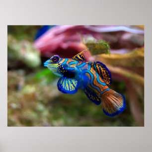 Mandarinfish Poster