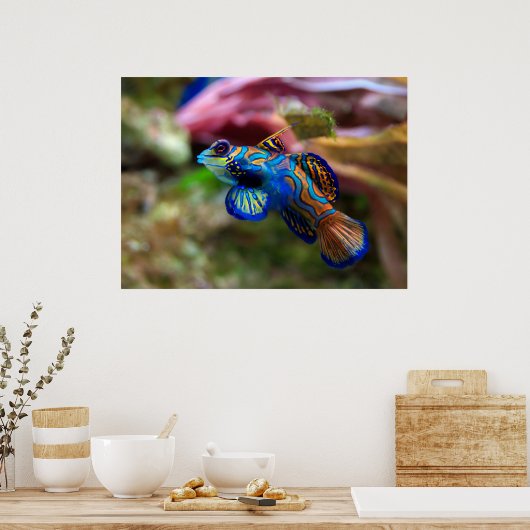 Mandarinfish Poster (Küche)