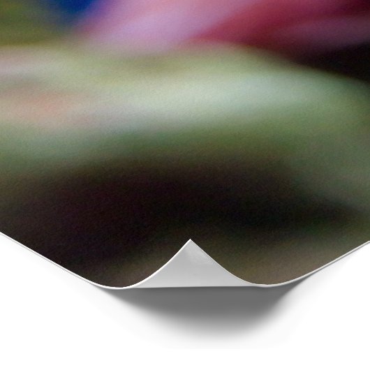 Mandarinfish Poster (Ecke)