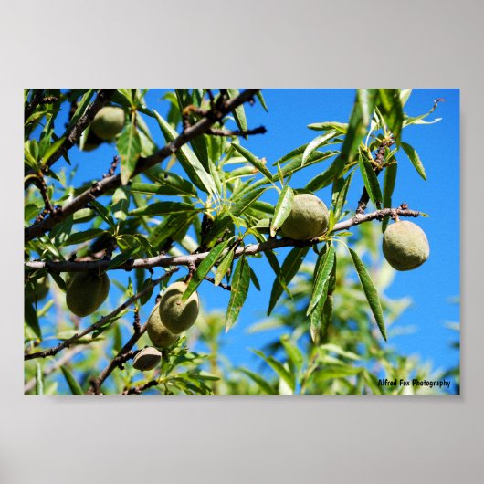 Mandel unter blauem Himmel Poster (Vorne)