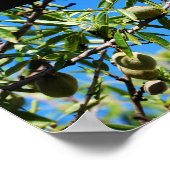 Mandel unter blauem Himmel Poster (Ecke)