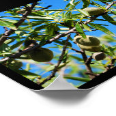 Mandel unter blauem Himmel Poster (Ecke)
