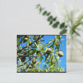 Mandel unter blauem Himmel Postkarte (Stehend Vorderseite)