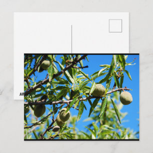 Mandel unter blauem Himmel Postkarte