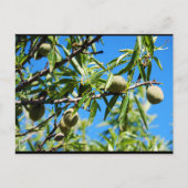 Mandel unter blauem Himmel Postkarte (Vorderseite)