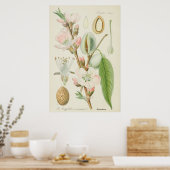 Mandelbaum, Amygdalus communis, Poster (Küche)