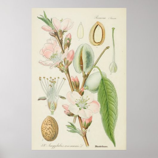 Mandelbaum, Amygdalus communis, Poster (Vorne)