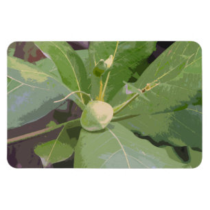 Mandelbaum Nahaufnahme Magnet