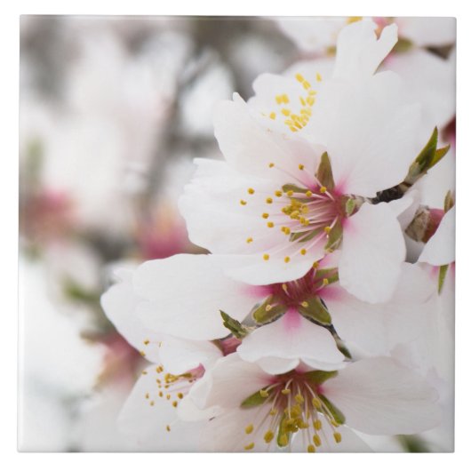 Mandelblüte Fliese (Vorderseite)