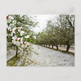 Mandelblüte in Kalifornien Postkarte