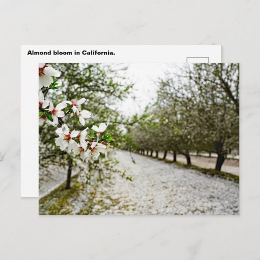 Mandelblüte in Kalifornien Postkarte (Vorne/Hinten)