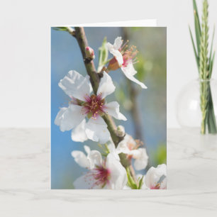 Mandelblüte Karte