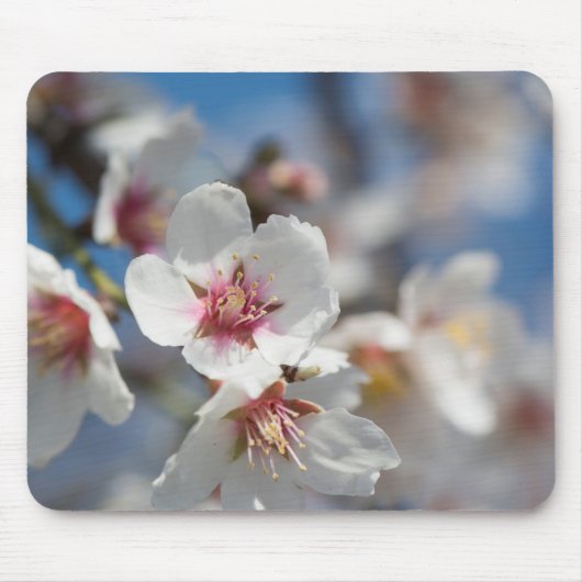 Mandelblüte Mousepad (Vorne)