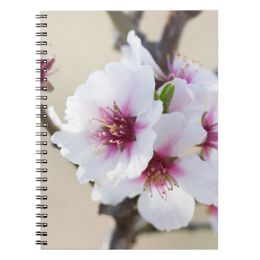 Mandelblüte Notizblock (Vorderseite)