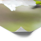 Mandelblüte Poster (Ecke)