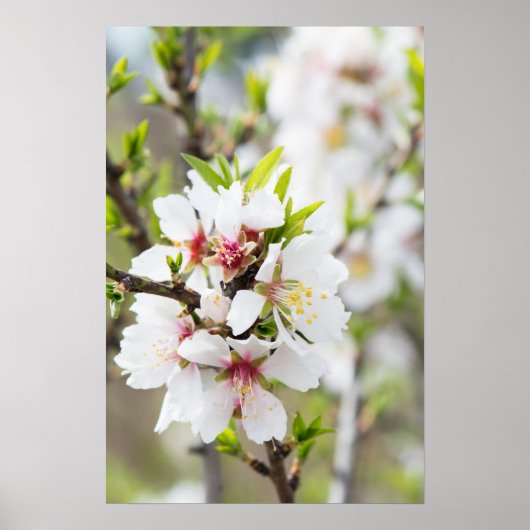 Mandelblüte Poster (Vorne)