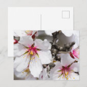 Mandelblüte Postkarte (Vorne/Hinten)