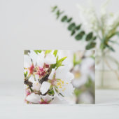 Mandelblüte Postkarte (Stehend Vorderseite)