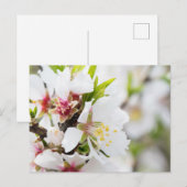 Mandelblüte Postkarte (Vorne/Hinten)