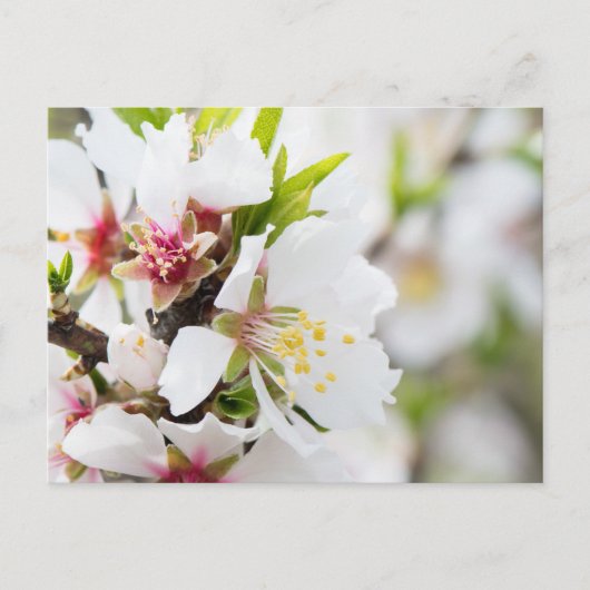 Mandelblüte Postkarte (Vorderseite)