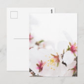 Mandelblüte Postkarte (Vorne/Hinten)